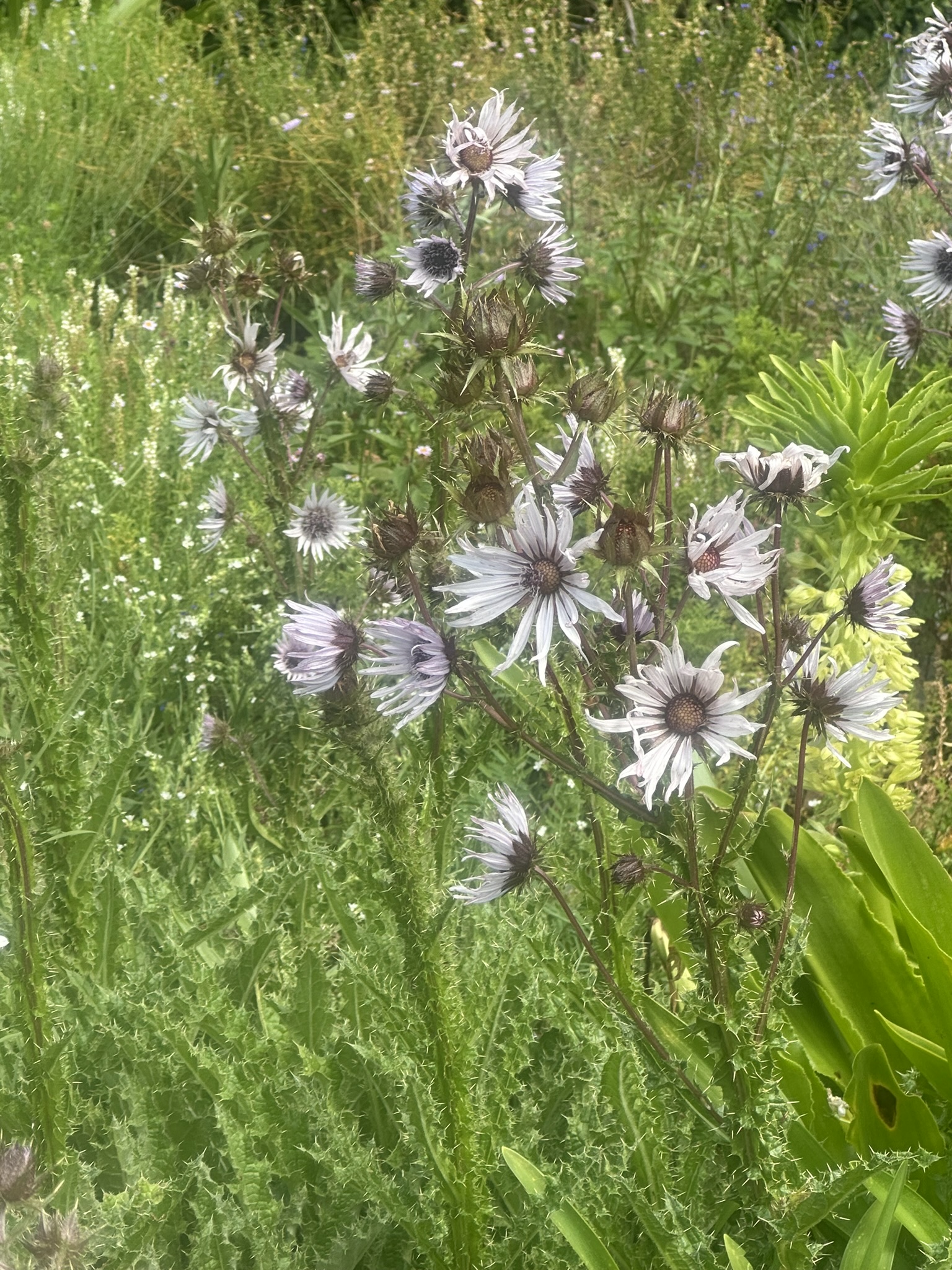 South Africa - Image 166